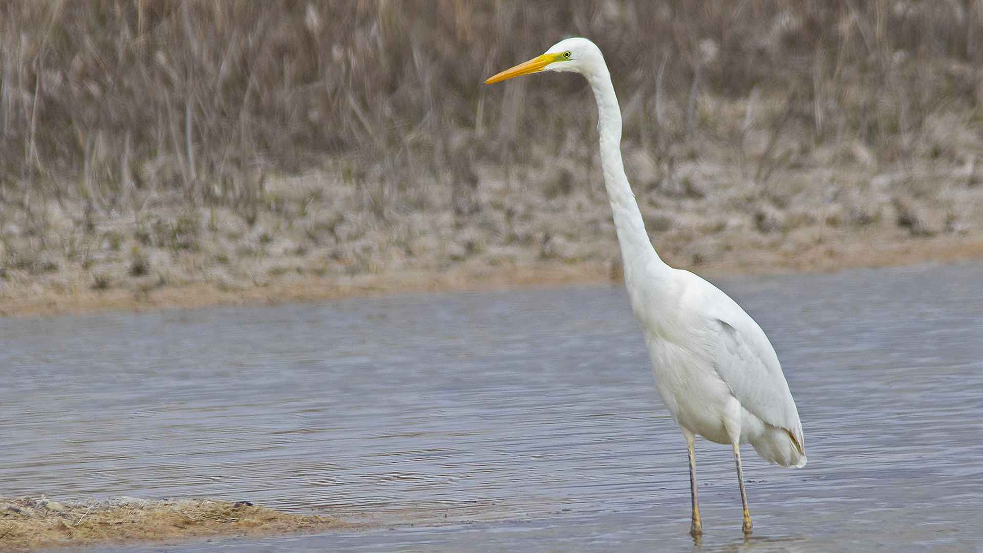 Great Egret